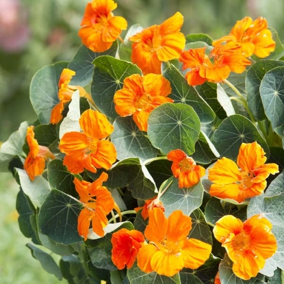 Picture of Nasturtium - Baby Orange